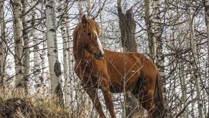 Превью обои лошадь, животное, деревья, трава, дикая природа