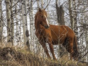 Превью обои лошадь, животное, деревья, трава, дикая природа