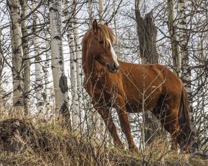 Превью обои лошадь, животное, деревья, трава, дикая природа