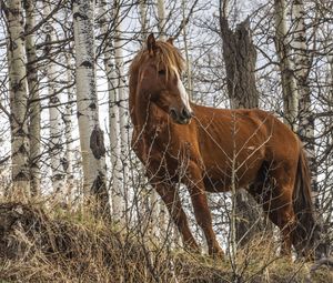 Превью обои лошадь, животное, деревья, трава, дикая природа