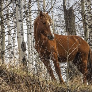 Превью обои лошадь, животное, деревья, трава, дикая природа