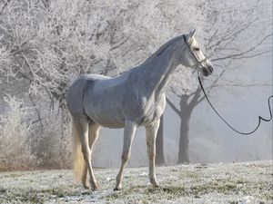 Превью обои лошадь, животное, деревья, иней, белый