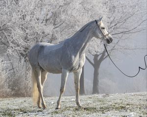 Превью обои лошадь, животное, деревья, иней, белый