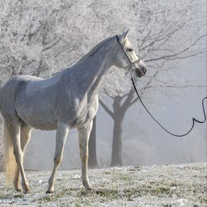 Превью обои лошадь, животное, деревья, иней, белый