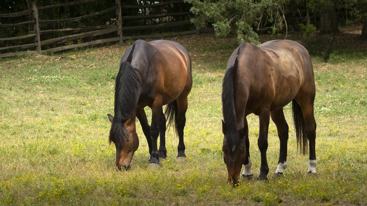 Обои лошадь, животное, грива, трава