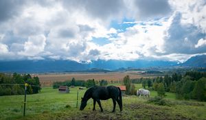 Превью обои лошадь, животное, луг, поле