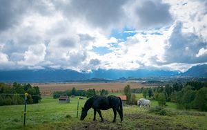 Превью обои лошадь, животное, луг, поле