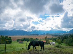 Превью обои лошадь, животное, луг, поле