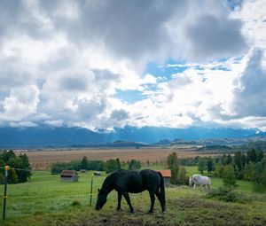 Превью обои лошадь, животное, луг, поле