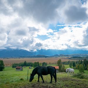 Превью обои лошадь, животное, луг, поле