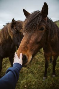 Превью обои лошадь, животное, рука, касание