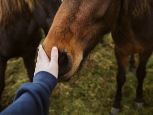 Превью обои лошадь, животное, рука, касание