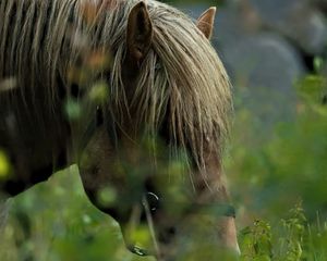 Превью обои лошадь, животное, трава, блюр