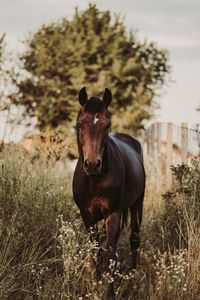 Превью обои лошадь, животное, трава, растения