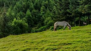 Превью обои лошадь, животное, трава, поле, деревья