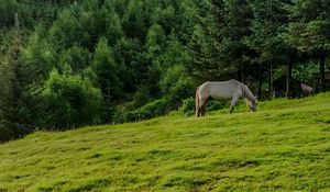 Превью обои лошадь, животное, трава, поле, деревья