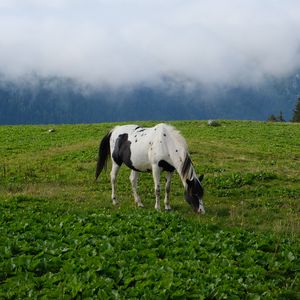 Превью обои лошадь, животное, трава, поле, природа