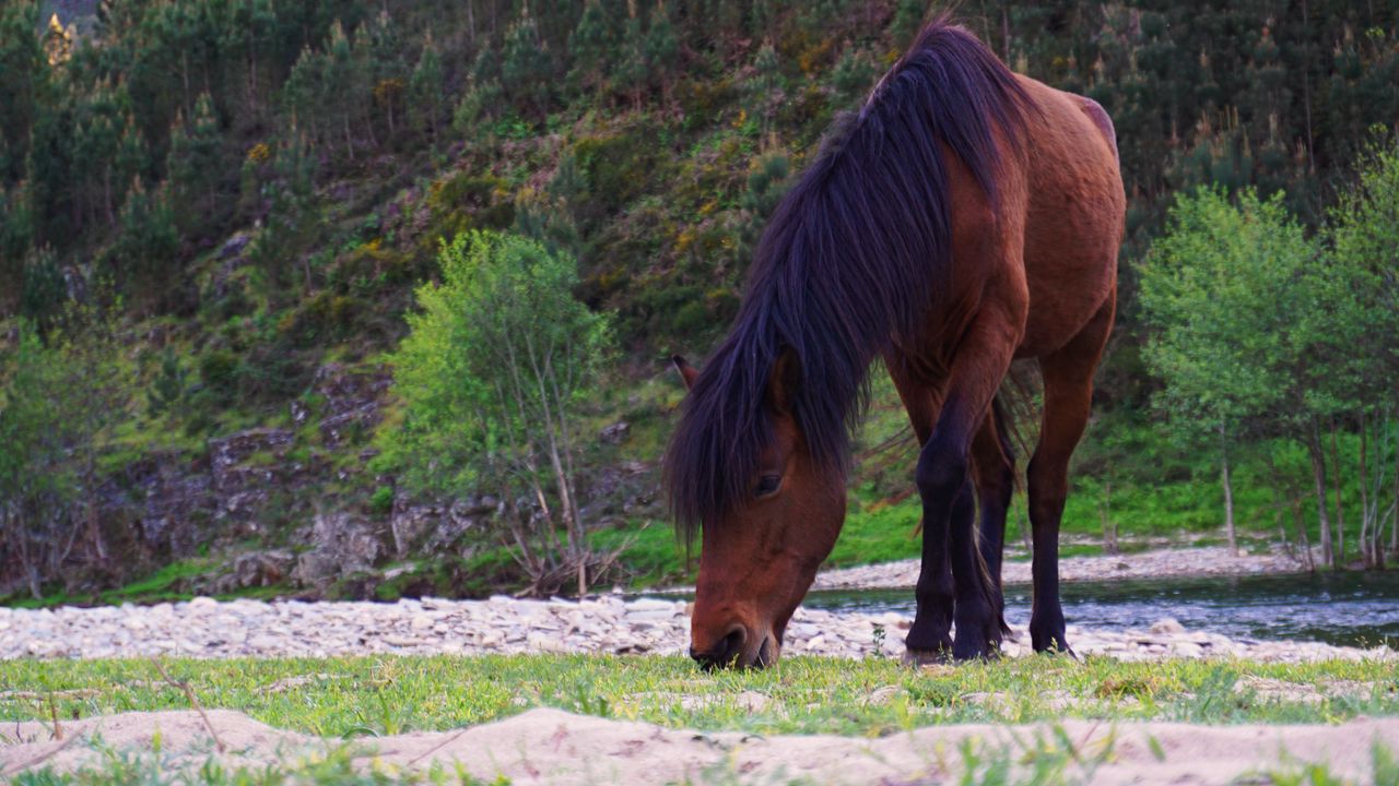 Обои лошадь, животное, трава, дикая природа