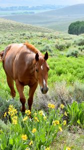 Превью обои лошадь, животное, цветы, трава, дикая природа