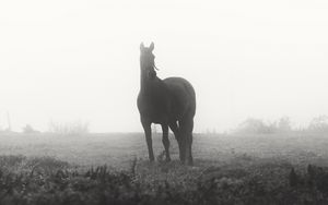 Превью обои лошадь, животное, туман, черно-белый