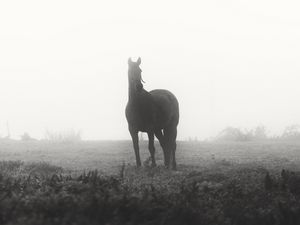 Превью обои лошадь, животное, туман, черно-белый