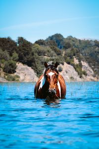 Превью обои лошадь, животное, вода, трава, холмы