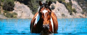 Превью обои лошадь, животное, вода, трава, холмы