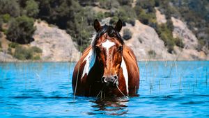 Превью обои лошадь, животное, вода, трава, холмы