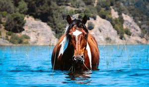 Превью обои лошадь, животное, вода, трава, холмы