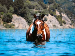 Превью обои лошадь, животное, вода, трава, холмы