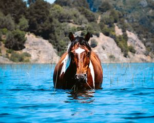 Превью обои лошадь, животное, вода, трава, холмы