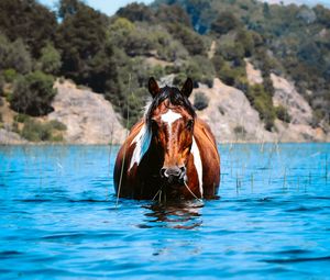 Превью обои лошадь, животное, вода, трава, холмы