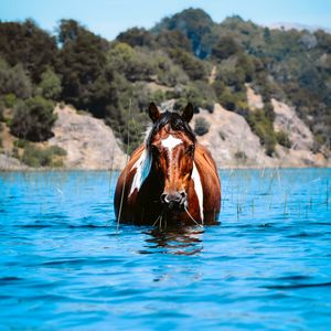 Превью обои лошадь, животное, вода, трава, холмы