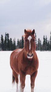 Превью обои лошадь, зима, снег, лес