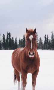 Превью обои лошадь, зима, снег, лес