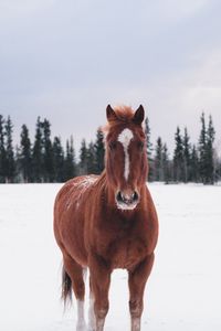 Превью обои лошадь, зима, снег, лес