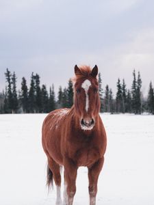 Превью обои лошадь, зима, снег, лес