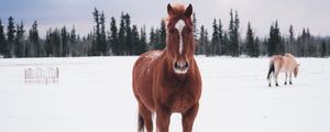 Превью обои лошадь, зима, снег, лес