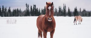 Превью обои лошадь, зима, снег, лес