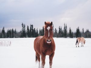 Превью обои лошадь, зима, снег, лес