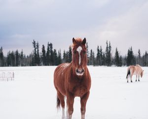 Превью обои лошадь, зима, снег, лес