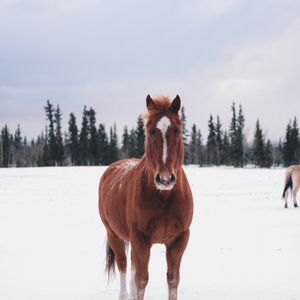 Превью обои лошадь, зима, снег, лес