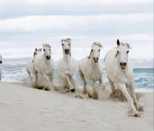 Превью обои лошади, бег, песок, табун