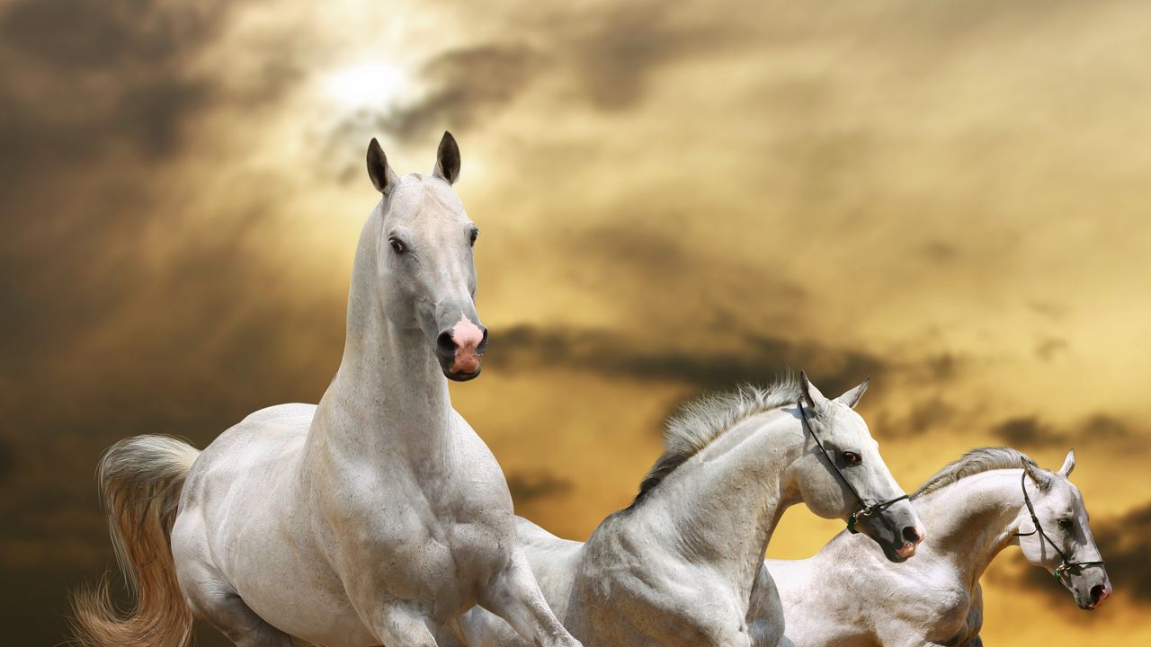 Обои лошади, бег, свобода, трава, пыль, небо
