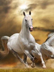 Превью обои лошади, бег, свобода, трава, пыль, небо