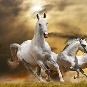 Превью обои лошади, бег, свобода, трава, пыль, небо