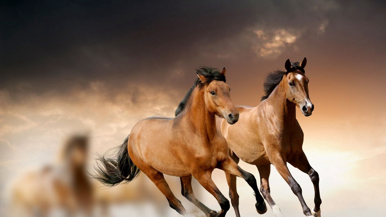 Обои лошади, бег, трава, облака