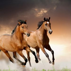 Превью обои лошади, бег, трава, облака