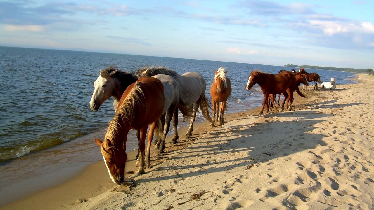 Обои лошади, берег, море, песок, табун