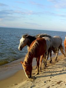 Превью обои лошади, берег, море, песок, табун